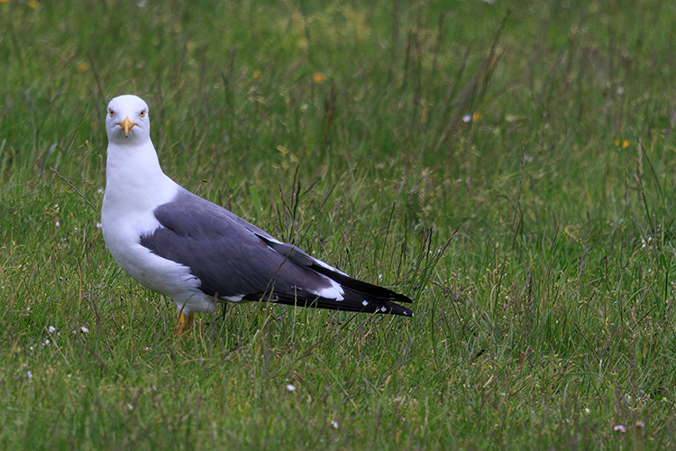 Yellow-legged gull 